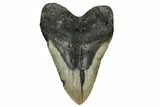 Bargain, Fossil Megalodon Tooth - North Carolina #172581-1